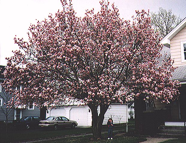 star magnolia tree pictures. #39;Star#39; Magnolias generally